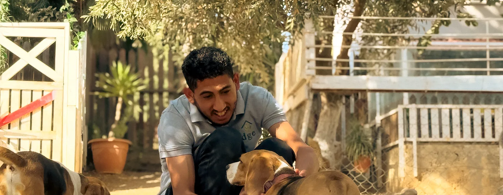A handler walking among a relaxed group of dogs on the open grounds