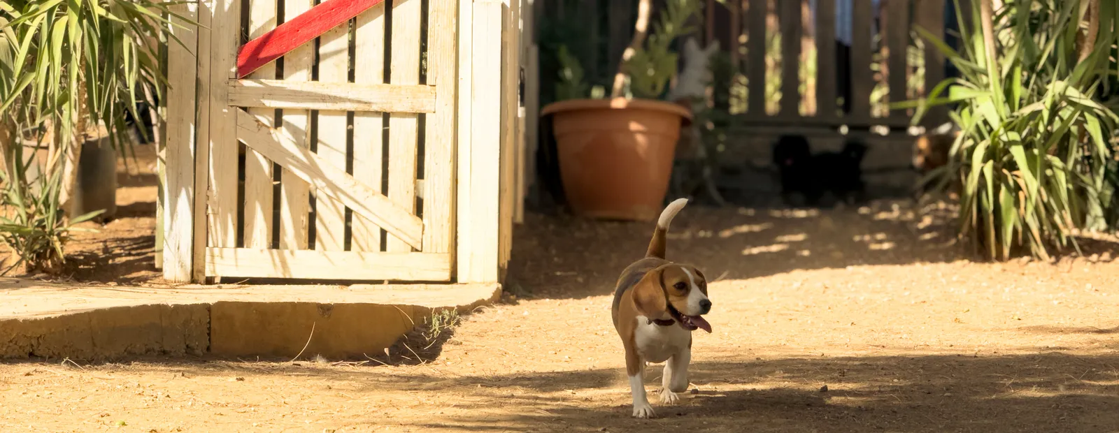 A dog standing alert on the open grounds with the olive trees behind