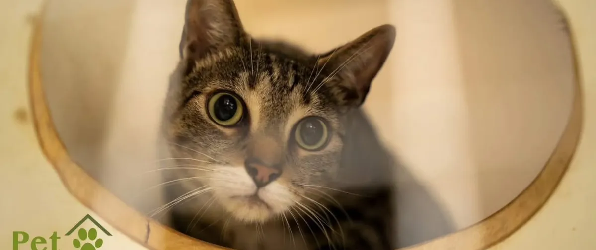 A tabby cat looking out from the round entrance of an enclosed bed in the Pet Lodge cattery