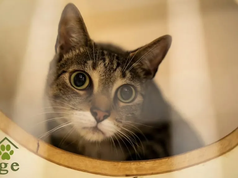 A tabby cat looking out from the round entrance of an enclosed bed in the Pet Lodge cattery