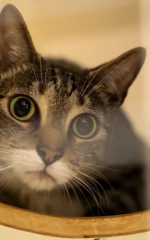 A tabby cat looking out from the round entrance of an enclosed bed in the Pet Lodge cattery