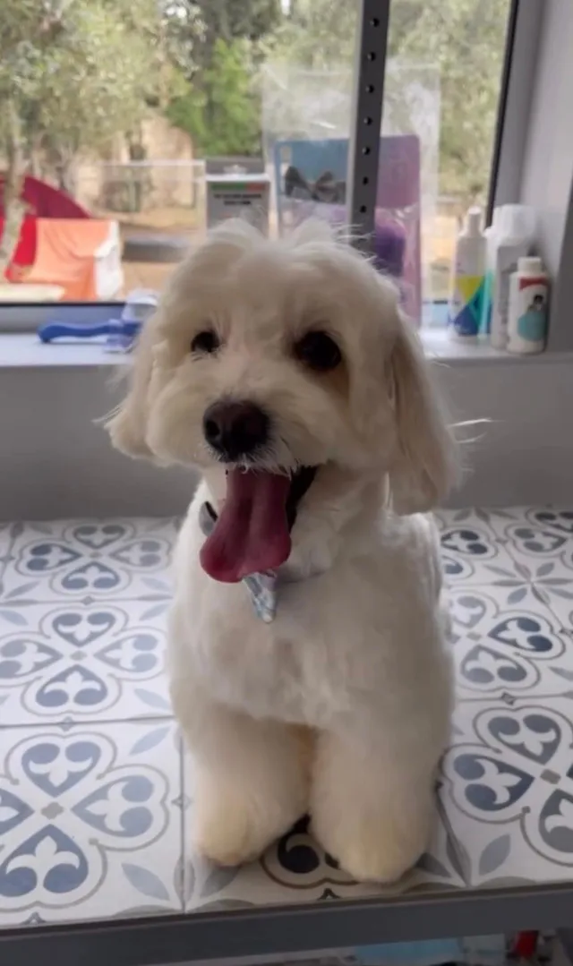 A freshly groomed bichon on the grooming table, its dense white coat brushed out and face rounded