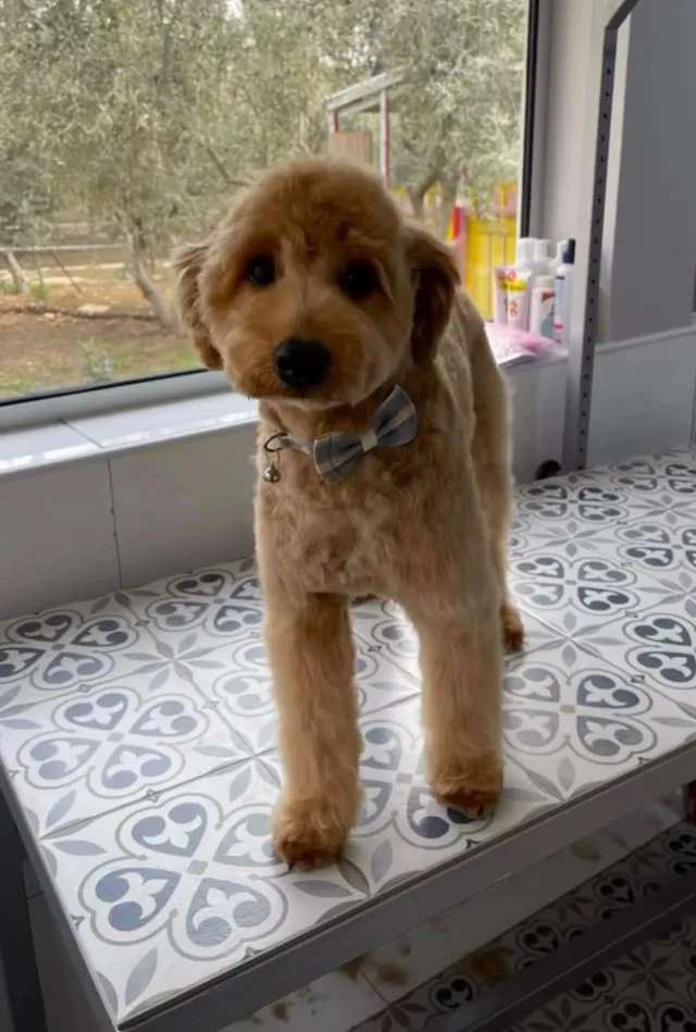 A freshly groomed cockapoo sitting on the grooming table, its curly coat scissored and face shaped
