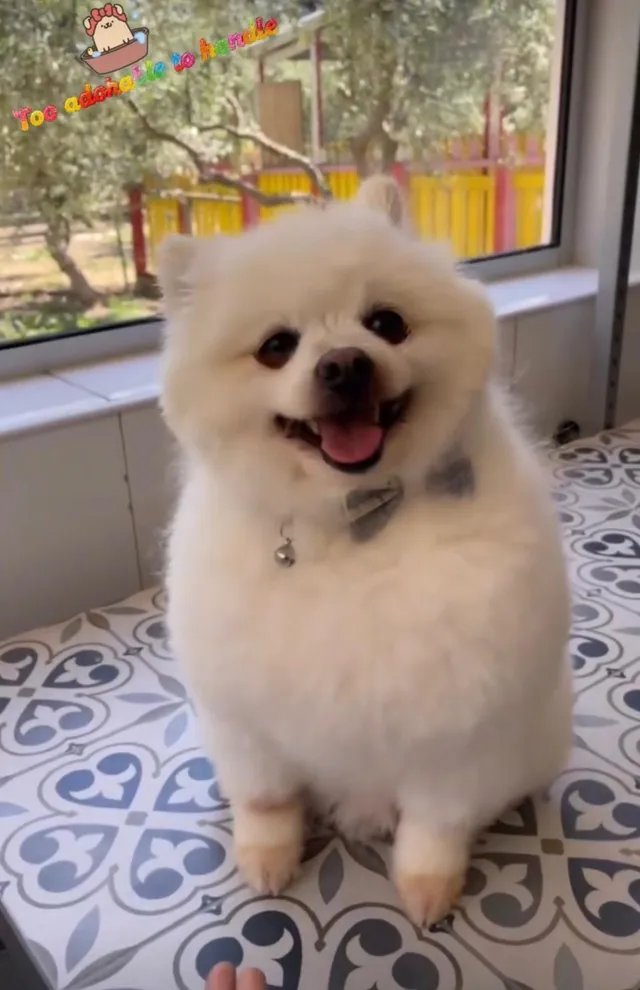A freshly groomed pomeranian on the grooming table, its double coat washed and blown out