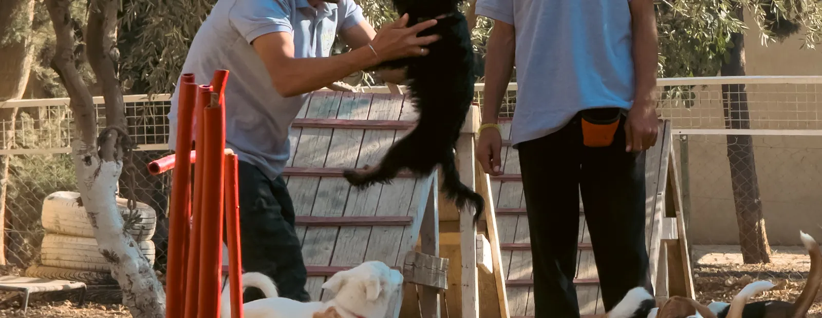 A handler leading a group of small dogs between agility poles under the trees