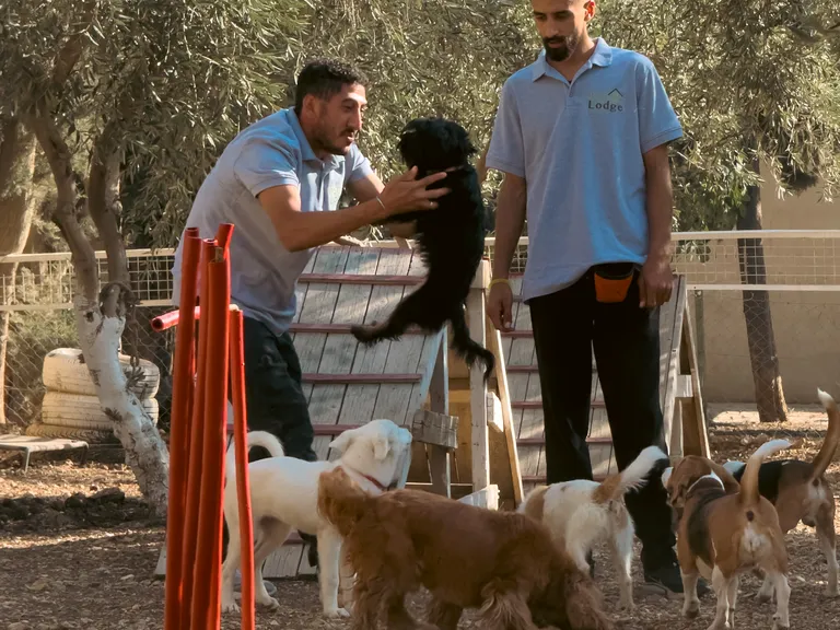 Two handlers guiding a group of dogs between agility poles on the grounds