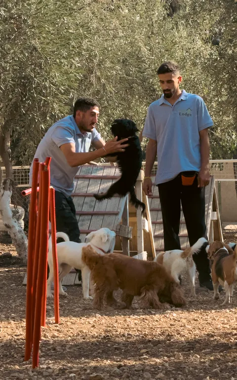 Two handlers guiding a group of dogs between agility poles on the grounds