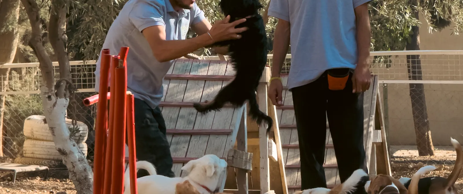 Two handlers guiding a group of dogs between agility poles on the grounds