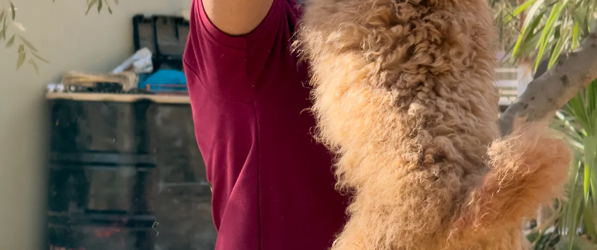 A groomer in a Pet Lodge apron working through a dog's coat with scissors