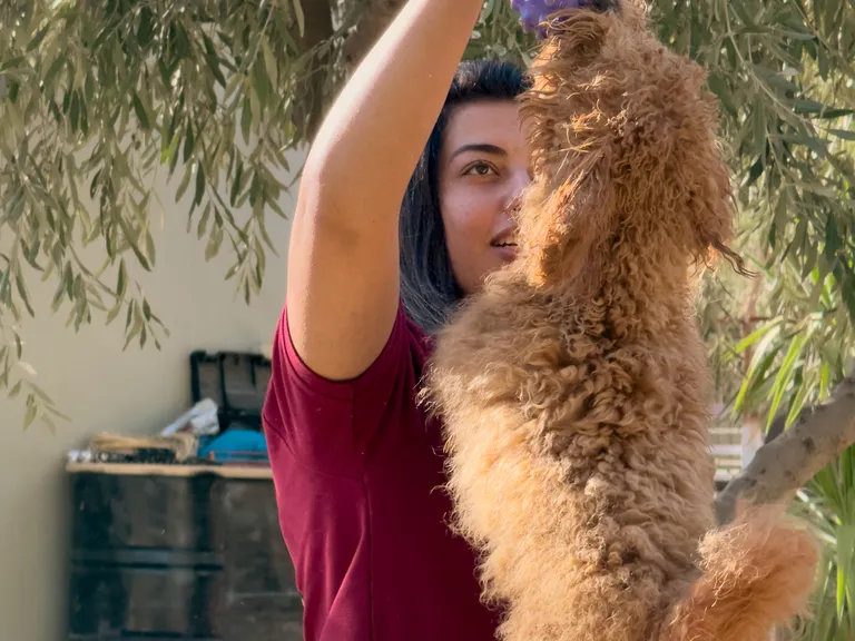 A groomer in a Pet Lodge apron working through a dog's coat with scissors
