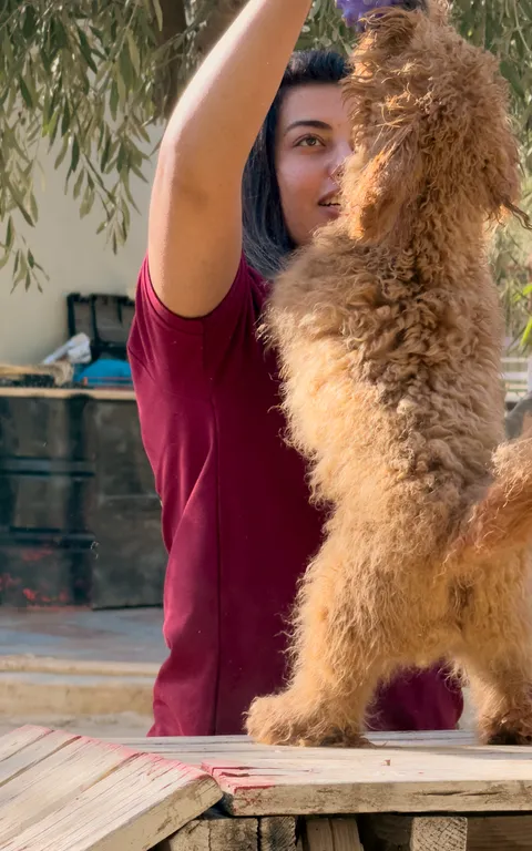Yasmeen in a Pet Lodge shirt steadying an apricot cockapoo up on its hind legs on the grooming table