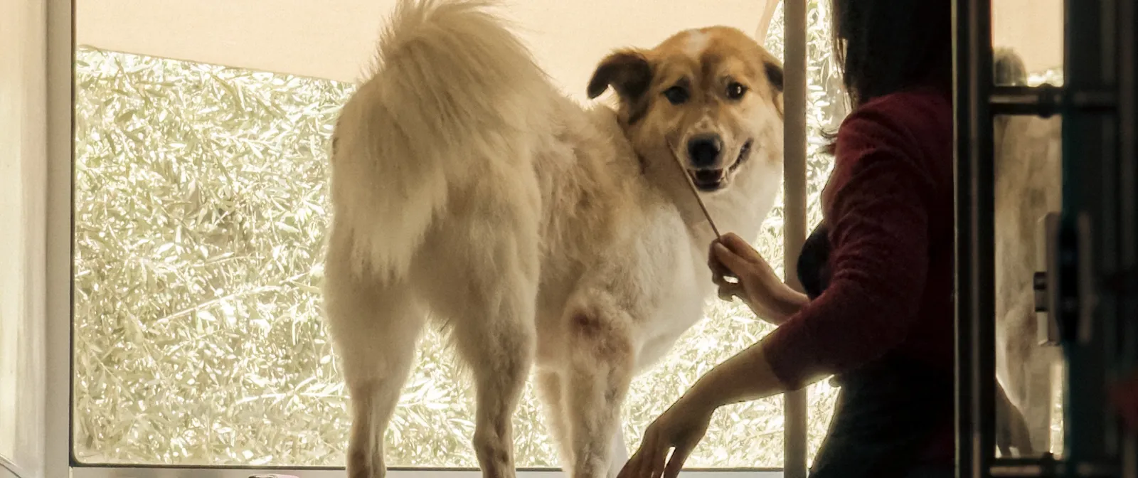 Yasmeen combing the chest of a large tan and white dog standing on the grooming table, backlit by the window