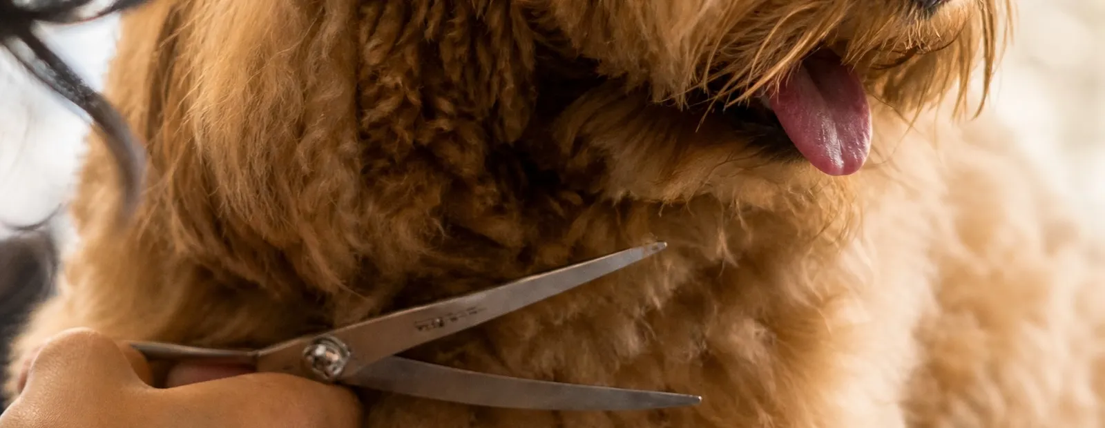 Yasmeen finishing the chest of an apricot cockapoo with scissors, its face shaped and coat trimmed