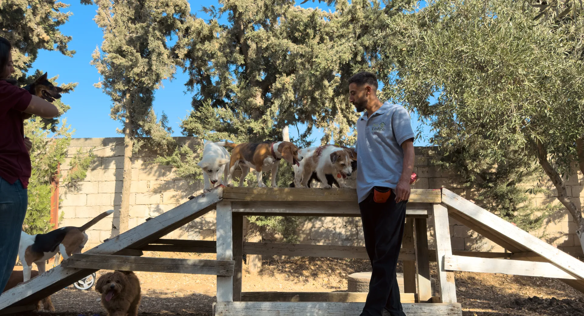 A handler walking a group of five dogs across the open grounds under the olive trees