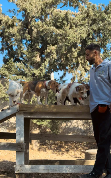 Two handlers on the grounds with a group of dogs on and around a wooden ramp, under the trees