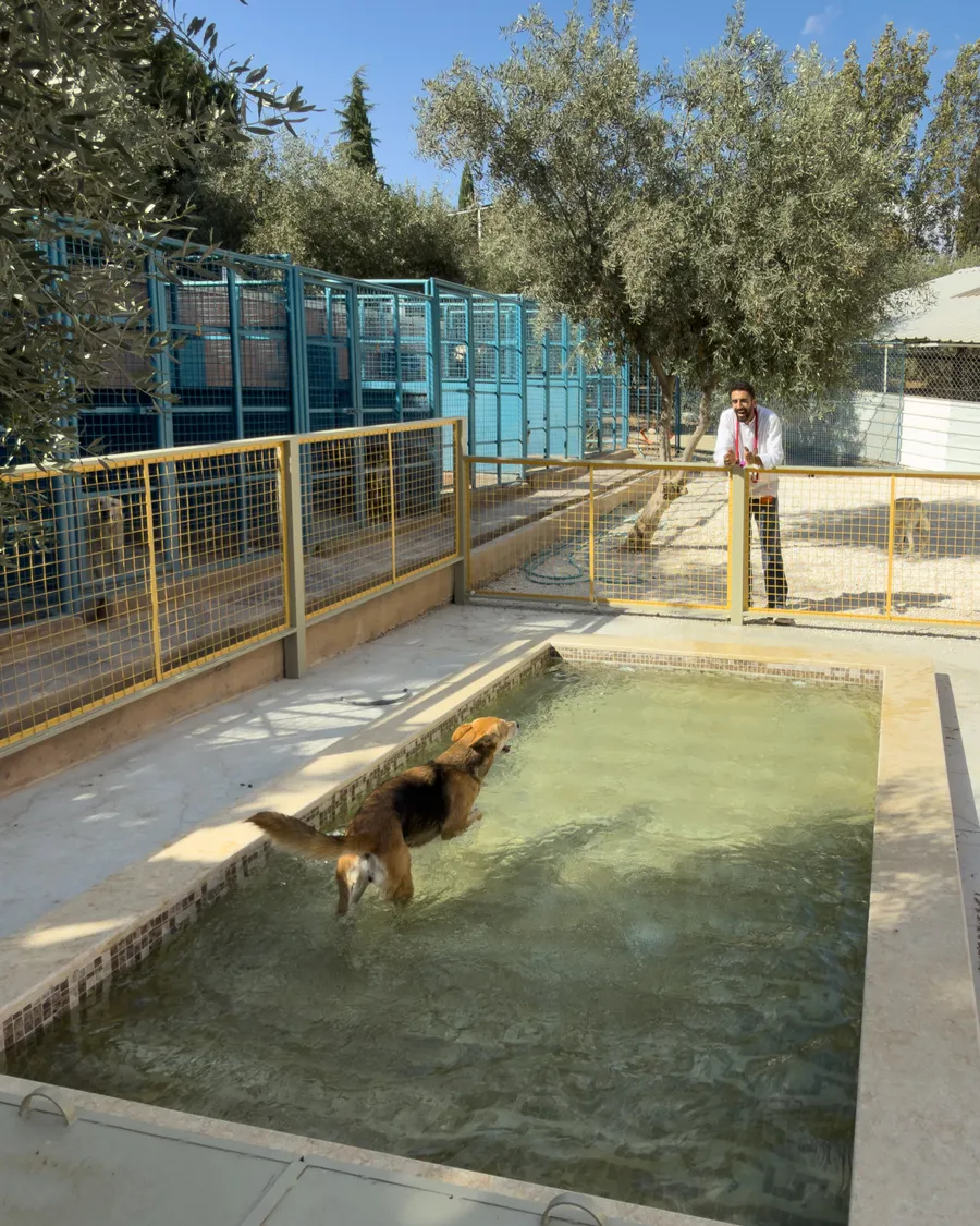 A dog standing in the shallow water at the top of the pool steps, deciding whether to go further